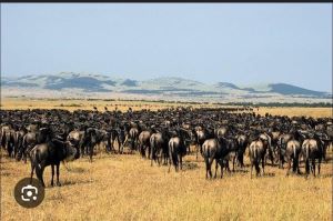 wildbeasts at greater serengeti